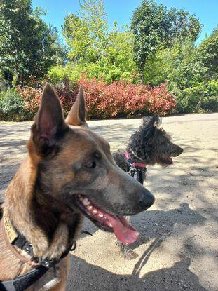 Lana y Braco en un paseo largo