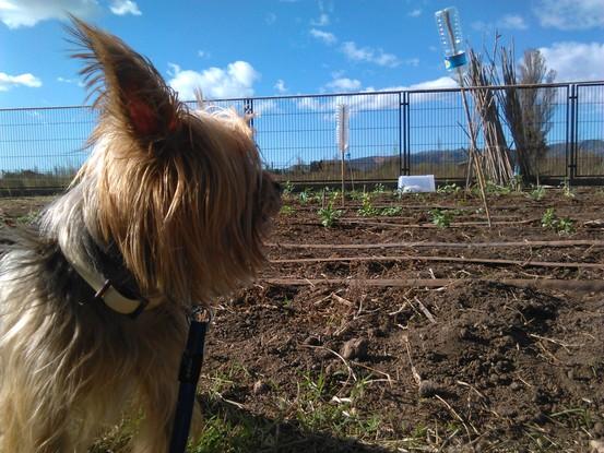 Un dia d'hort amb en Simba.