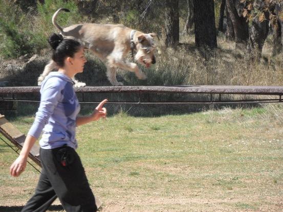 Día de Agility (Poki)