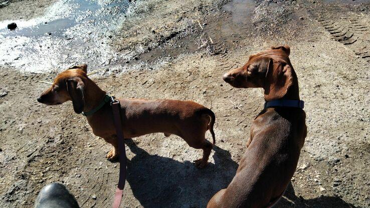 Rayo y Olmo