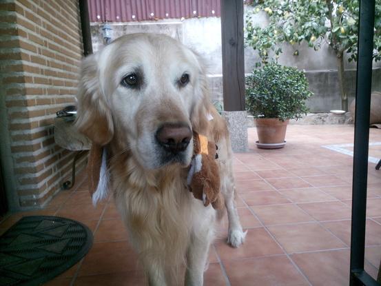 Sebas, el perro de mi novio, uno de los más tranquilos y cariñosos 🐶👌