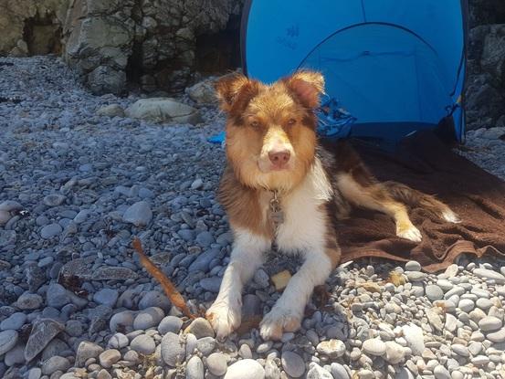 Cuidando a Sansa en la playa