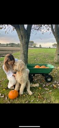 Dandy the red setter x poodle 🐾