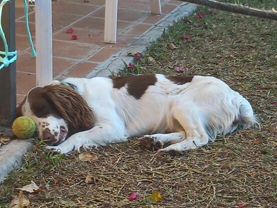 Durmiendo la siesta