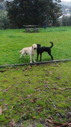 Eneko jugando con Furko su mejor amigo, se lo pasan pipa.