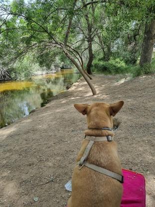 Joy en el río en uno de nuestros paseos