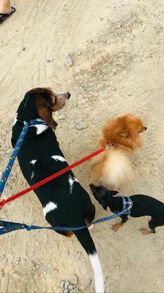 Mati, Ozzy y Chiqui