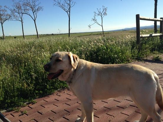 De paseo con Pepa!! Una de las perritas que cuide!!