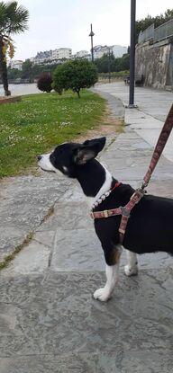 Layka encantada con su visita a la playa.