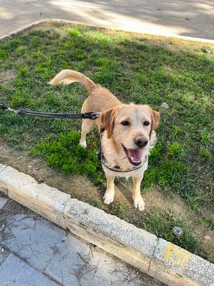 Lucas! Uno de los perritos que cuido