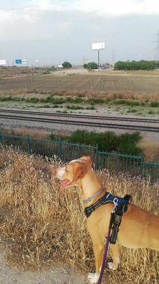 Con Ringo en el campo