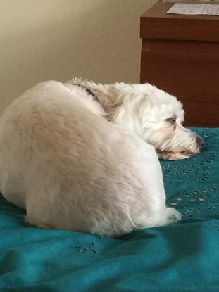 Brandy durmiendo en la cama