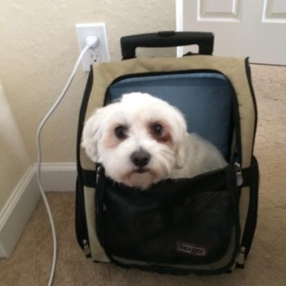 Brandy lista para viajar