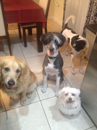 Brandy con Lola y dos clientes Robbie y Abbie