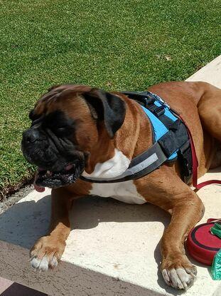 Tirano en paseando por la Barrosa, su nombre no le hace justicia