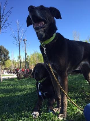 Negro y dori en el parque europa 