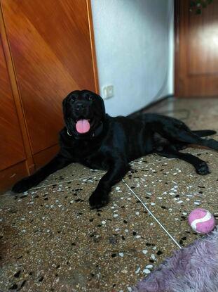 Nero después del paseo💕