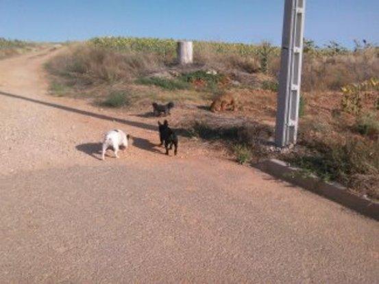 Simba, Siro y Uma disfrutando de la casa de campo