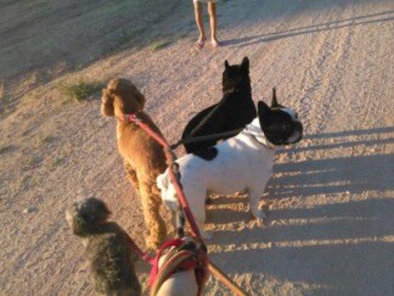 De paseo con Sima, Siro, Uma y Café