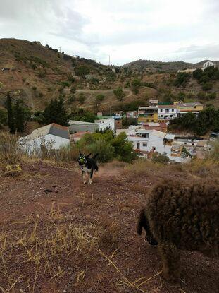 Sacudiendo el monte