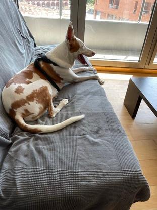 Canela tomando un descanso después de un paseo por el parque.