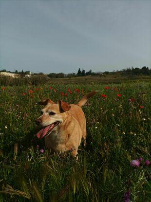 Lady entre flores