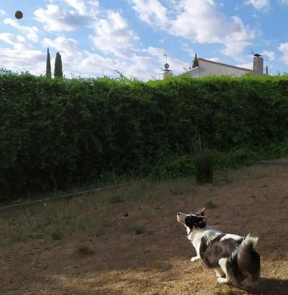 Atrapando la pelota