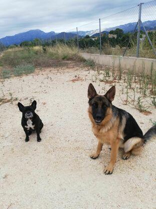 Diesel i Lola