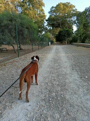 Yako de paseo