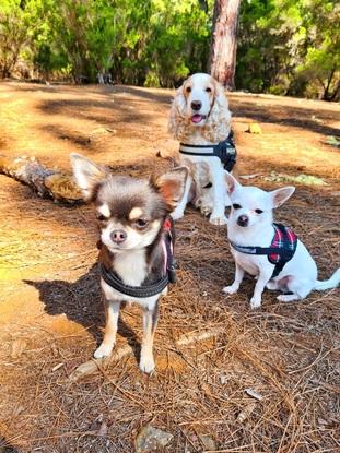 Will, taco y baba de paseo