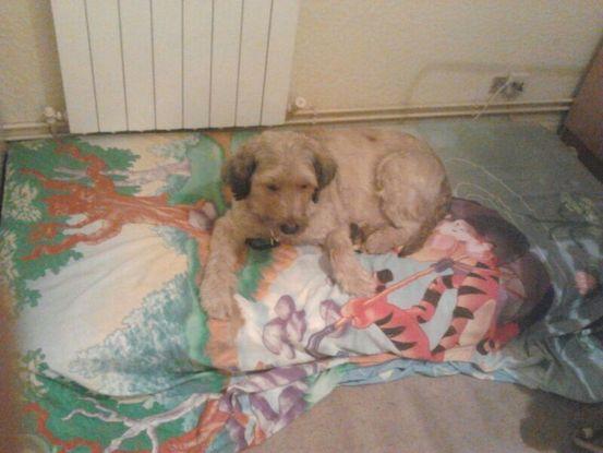 "Lucas" en su camita