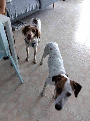 Caramello y indi 😍