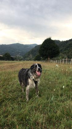 Togo en el parque para perros