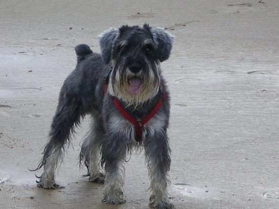 Mi querido Schnauzer. ¡13 años juntos!