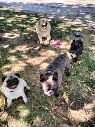 Bombones en el parque