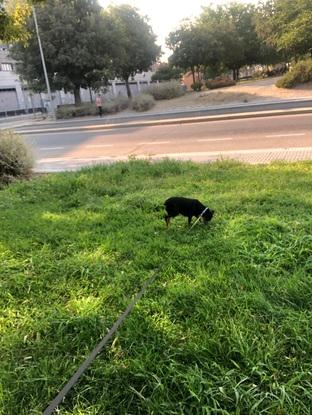 paseando a la negrita