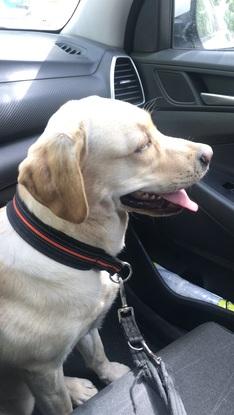 Jara, perrita de Maria