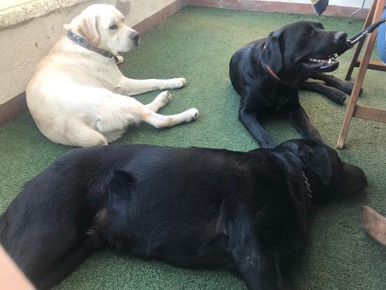 Pesto, Lilo y Dylan en el jardin