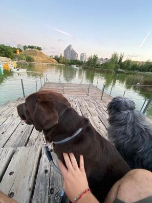 Perritos que suelo pasear