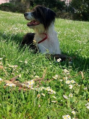 Paseo perra de amigos de 2 años parque