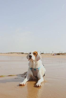 Playa