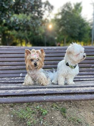 En el parque con luna