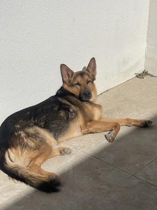 Blacky tomando el sol en la terraza