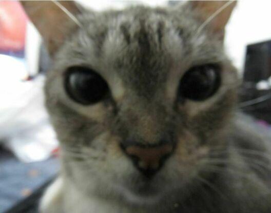 Mi gatita chiqui 8 años