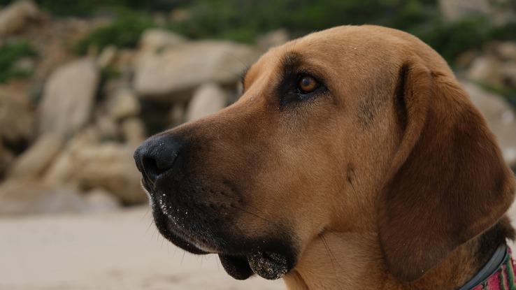 Yogui, 3 años