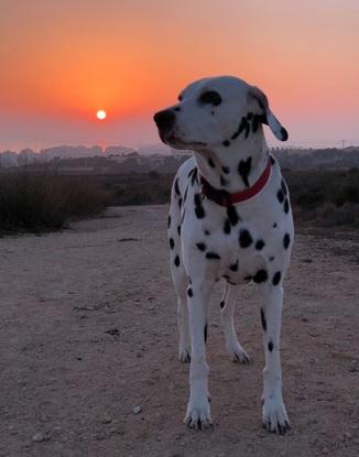 Maggie en la sierra de SantaPola