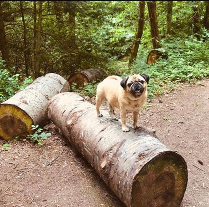 Aquí está mi otra perrita, chewy, quien tiene 14 años y  le encanta dar un largo paseo por el bosque