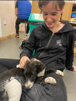 Un hermoso cachorro collie  con un yeso puesto por mi en la clínica  veterinaria  en la que fui voluntario