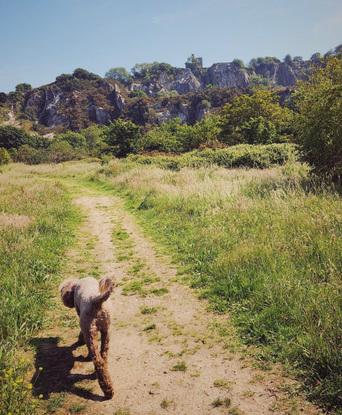 Siendo dueño de un  perro grande y energético , entiendo lo esencial que es  para su perro dar un buen paseo largo y asegurar que su pero regrese  feliz y cansado de su paseo