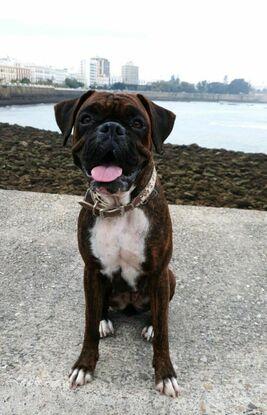 Mi perrita boxer